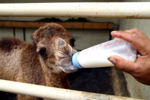 ANAK UNTA - Morgan, bayi jantan Unta Afrika melahap susu yang diberikan Teguh Kustiawan, keeper Batu Secret Zoo, Jumat (29/03/2013). Kelahiran Morgan menambah jumlah koleksi Unta Batu Secret Zoo menjadi 13 ekor. SURYA/HAYU YUDHA PRABOWO